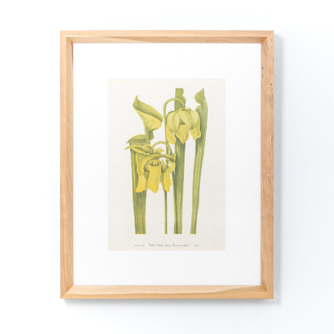 botanical print framed in cherry frame with white sides with a white mat