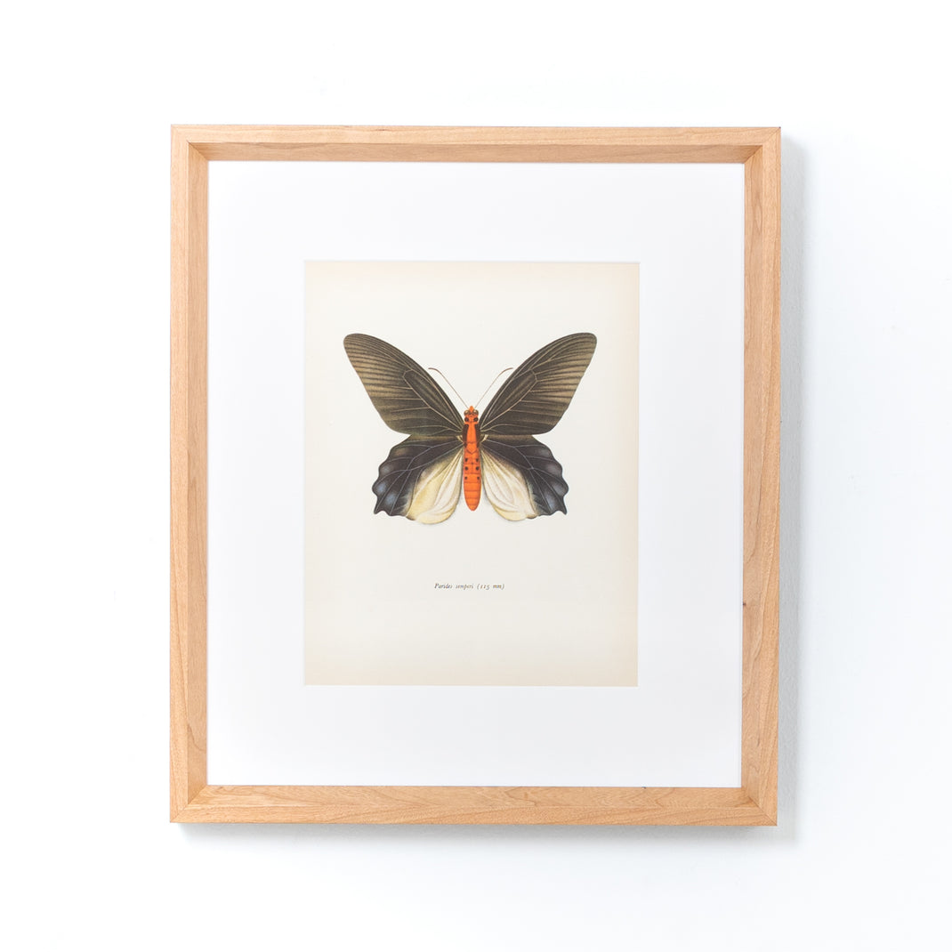 butterfly print framed in cherry with white sides with a white mat