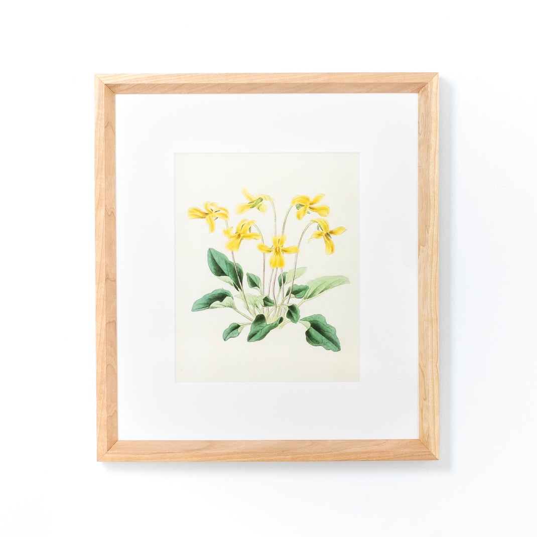 yellow flowers botanical print framed in Cherry frame with white sides and a white mat