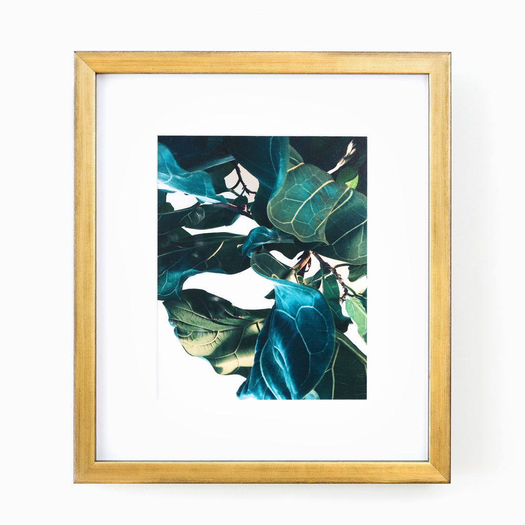 close up photo of fiddle leaf fig leaves framed in gold Olympia frame with a white mat