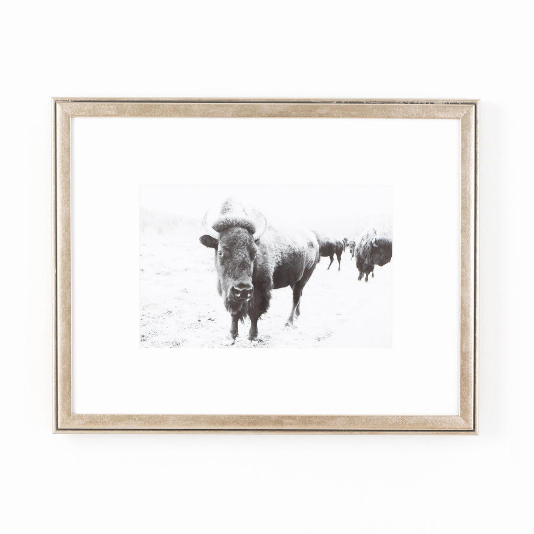 black and white photo of a buffalo framed in pewter silver Ventura frame with a white mat